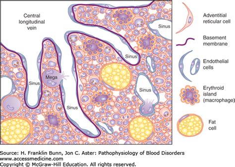 Structure Of Bone Marrow