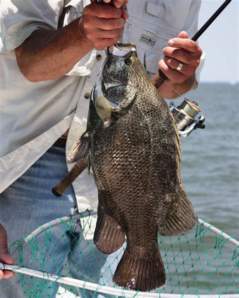 Fall Tripletail Fishing Tips | Great Days Outdoors