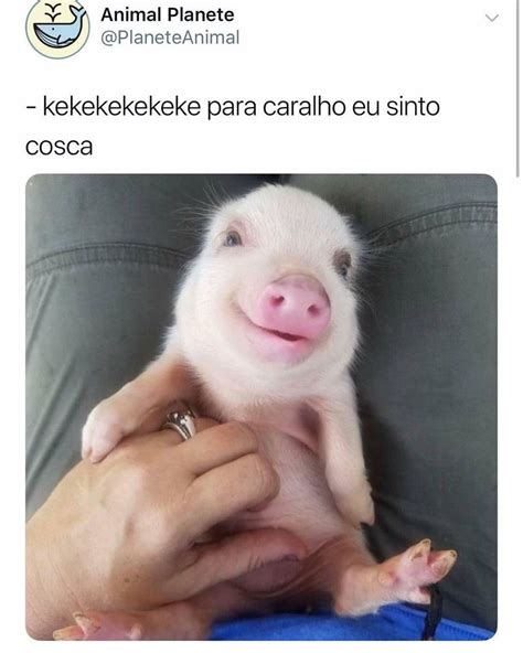 ITI Q COSA FOFA, aaaaah eu amo porcos, que coisinha fofinia aaaaaah ...