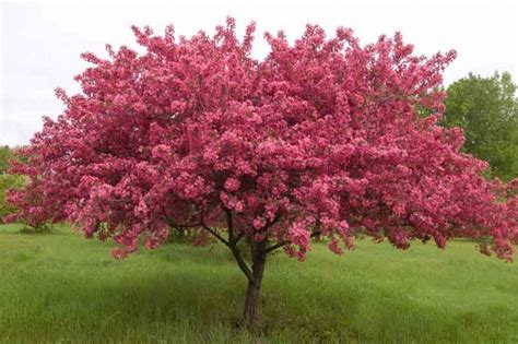 Flowering Crab Tree Berries