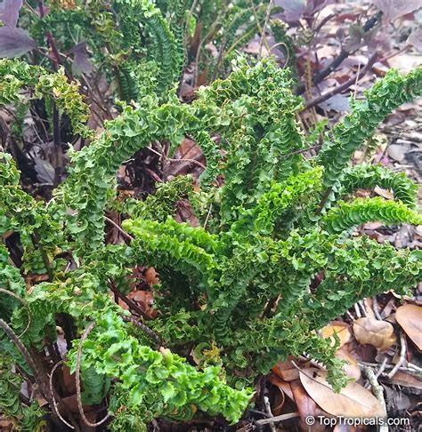 Nephrolepis sp., Sword Fern