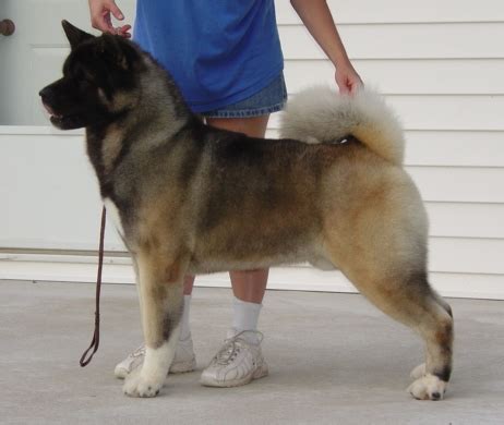 Pin by ben on Shiba inu | Akita dog, American akita dog, American akita