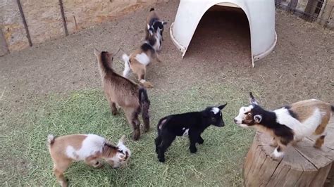 Baby Goats Playing - YouTube