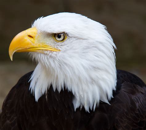 Eagle wallpapers, Animal, HQ Eagle pictures | 4K Wallpapers 2019