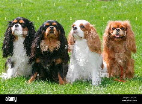 Cavalier King Charles Spaniel. Four adults of different color sitting ...