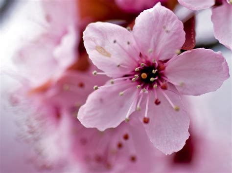 Cherry Blossom closeup | Cherry blossom petals, Cherry blossom images ...