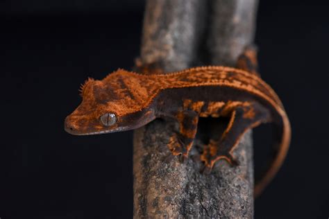 Crested Gecko Morphs | Fringemorphs