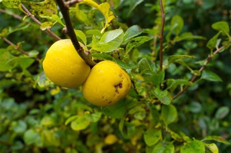 Why Won't My Quince Tree Fruit: Reasons For A Quince Tree Not Fruiting