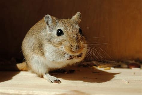 Best Gerbil Names- Awesome list of Gerbil Name