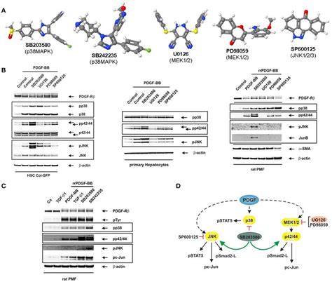 | Reciprocal activation of MAPK signalling by MAPK inhibitors. (A ...