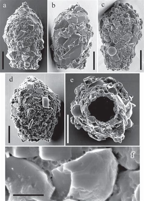 Different specimens of Difflugia amphoralis from C. Ogden's SEM ...