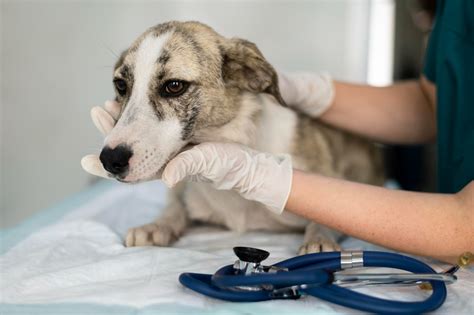 The Importance of Regular Vet Check-ups for Your Dog’s Health – Dog Carely