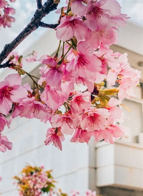 10 Dreamy Spots to See Cherry Blossoms in Taiwan • Hoponworld