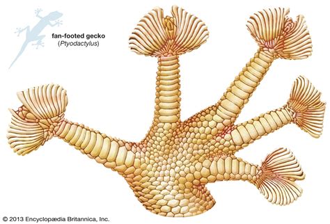 Leopard Gecko Anatomy