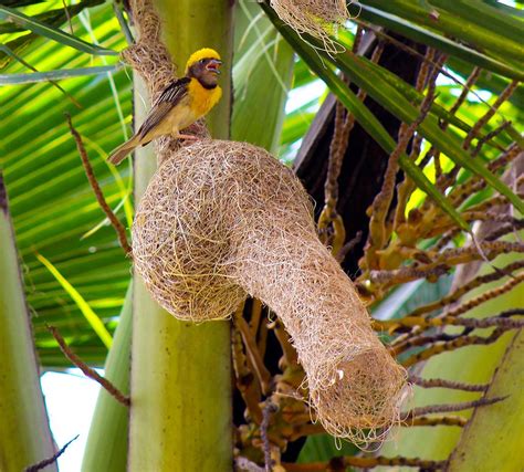 Baya Weaver and nest (Ploceus philippinus) | Most beautiful birds ...