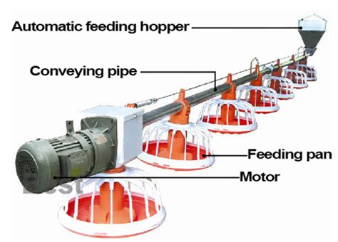 Automatic Chicken Feeder Makes Your Chicken Farm More Efficiently ...