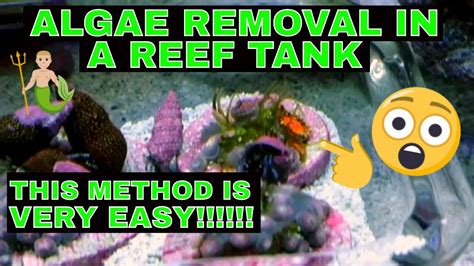 75 Gallon Reef Tank - Safe Algae Removal - Algae Removal In A Saltwater ...