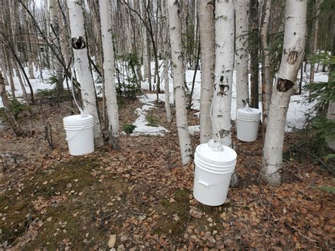 Birch Buds Starting To Come Out, Birch Tapping & Syrup Season Is Upon Us!