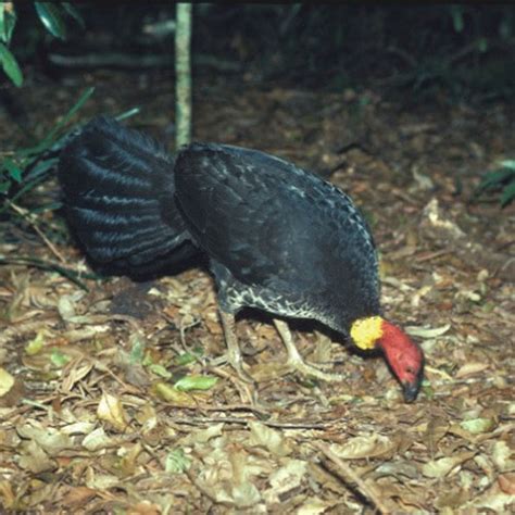 How megapodes nesting behavior evolved | Burke Museum