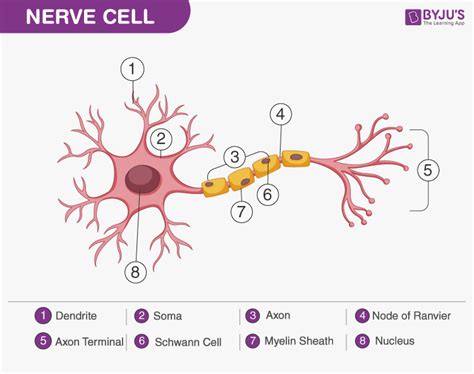 Nervous Tissue Diagram