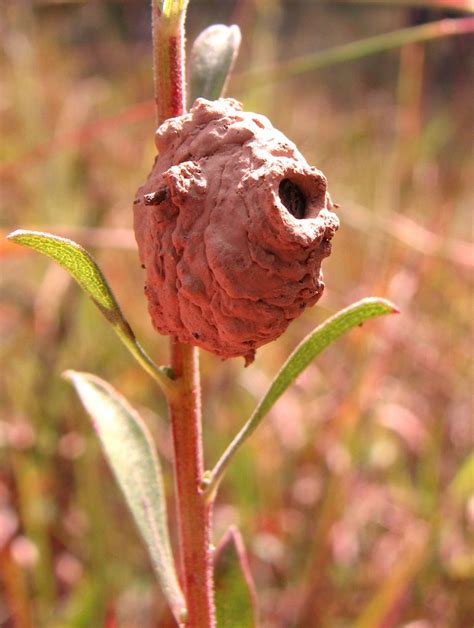 nest of a potter wasp | Wasp, Nest, Wasp nest