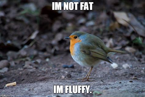 Fat bird | Bird-X