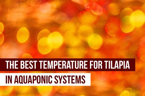 Best Temperature for Tilapia in Aquaponics Systems - Upstart University