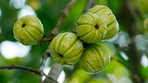 Garcinia Cambogia: Does It Work?