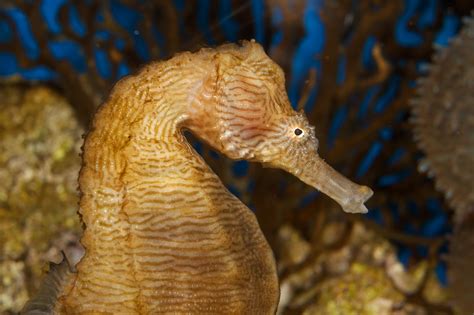 Creature Feature: Lined Seahorse | National Marine Sanctuary Foundation