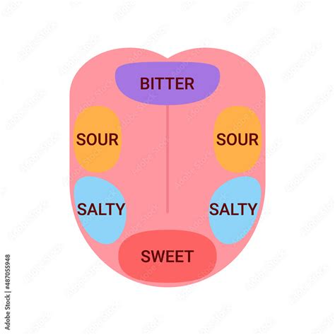 Vettoriale Stock Anatomical map of tongue with parts sense taste. Taste ...