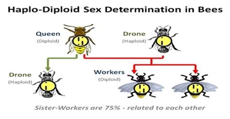 Haploid and Diploid Parthenogenesis: Definition - QS Study