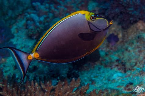 Elegant Unicornfish -Facts and Photographs | Seaunseen