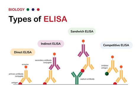 Molecular Biology diagram present type of the enzyme-linked ...