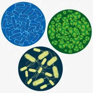 Microorganisms Flashcards | Quizlet