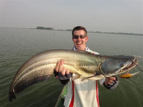 Thailand Giant Snakehead (Toman) And Wild Fishing.: Ikan Tapah ...