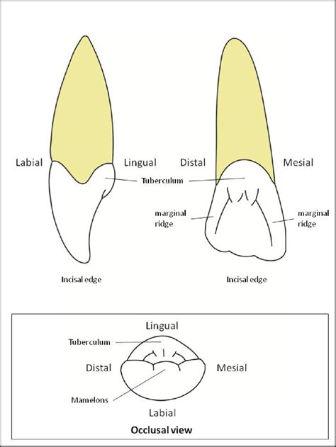 Maxillary Central Incisor Anatomy