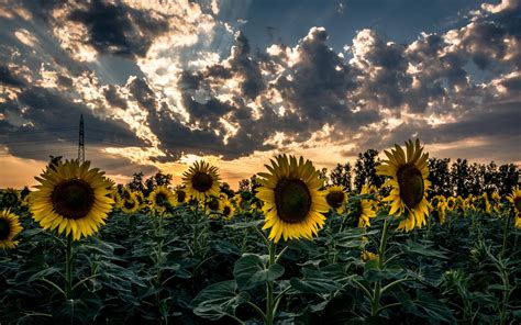 wallpaper sunflower, field, flower, sunset HD : Widescreen : High ...