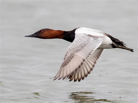 17 Winter Birds in Missouri (With Photos) - Sonoma Birding