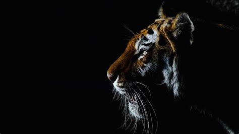 4K Tiger Wallpaper - KoLPaPer - Awesome Free HD Wallpapers