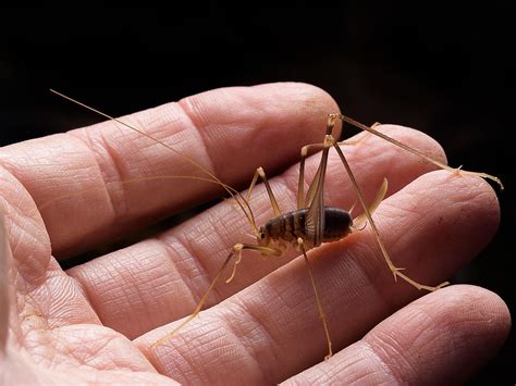 5 Things You Didn't Know About Cave Crickets - WorldAtlas