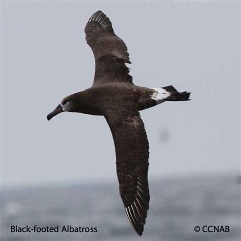 Black-footed Albatross (Phoebastris nigripes) - BFAL