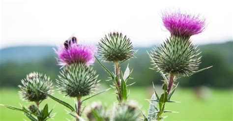 15 Evidence-Backed Health Benefits of Milk Thistle - Well-Being Secrets