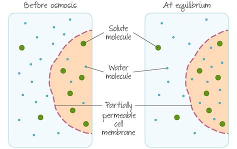 Cell Biology | DP Biology - IB Recap