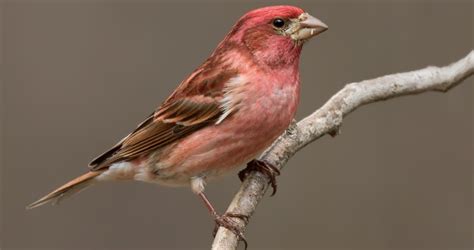 Purple Finch Identification, All About Birds, Cornell Lab of Ornithology