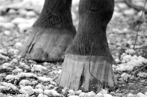 When to worry about a hoof crack