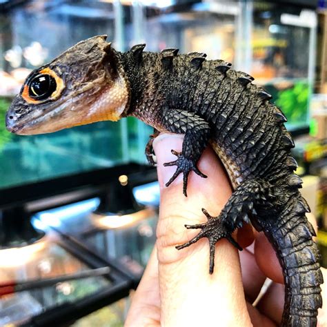 Red Eye Crocodile Skink For Sale - Imperial Reptiles – IMPERIAL ...