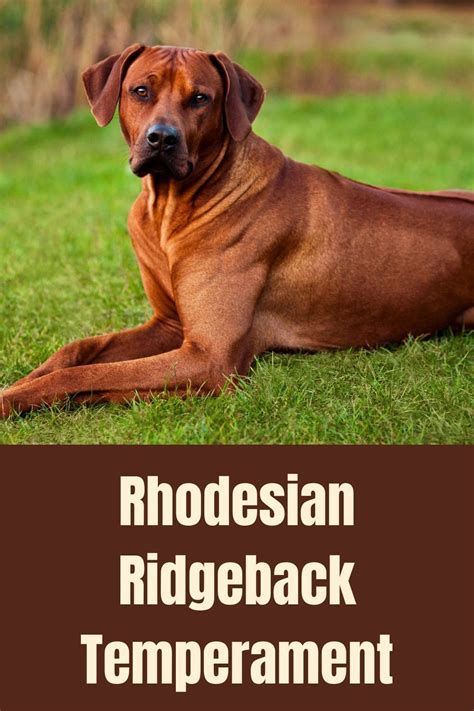 Rhodesian Ridgeback Temperament - The Pets and Love | Rhodesian ...