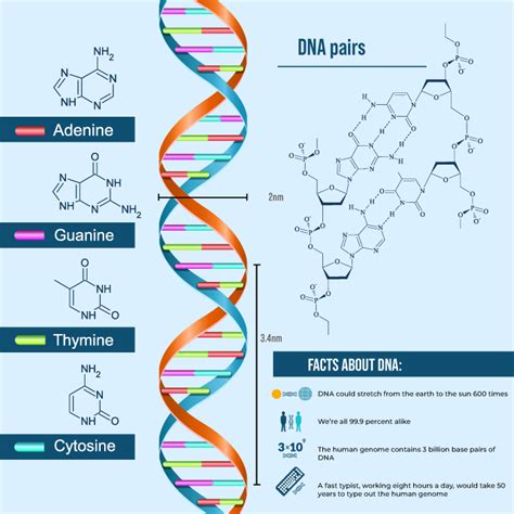 Dna Structure Model Project