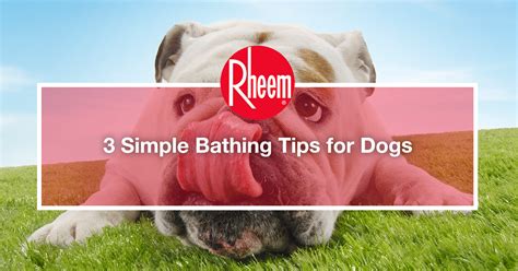 3 Simple Bathing Tips for Dogs - Rheem