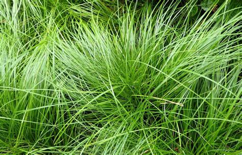 Pennsylvanica Sedge Grass Plugs For Sale | Wholesale Nursery Co ...